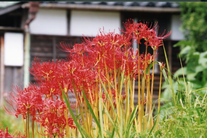 写真：彼岸花咲き乱れる田舎の風景