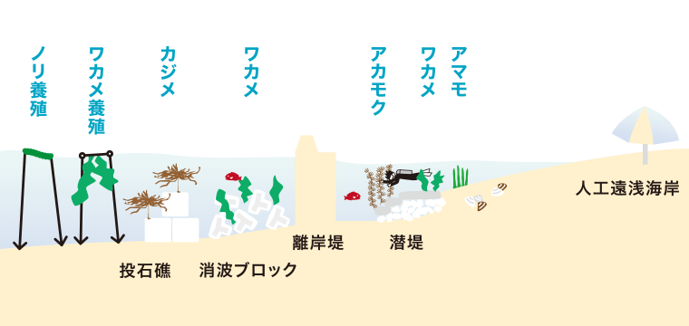 須磨ブルーカーボン断面図