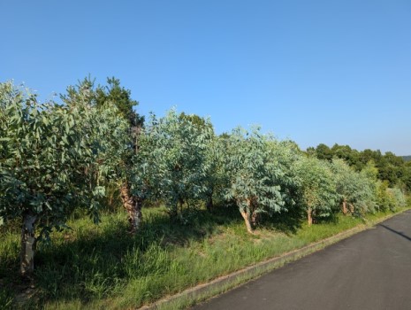 ユーカリ圃場