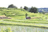 棚田風景